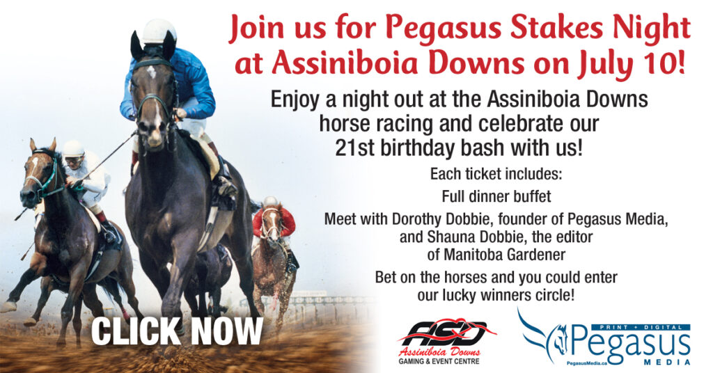 pegasus horse racing at assiniboia downs
