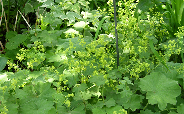 miracle plants in the garden lady's Mantle
