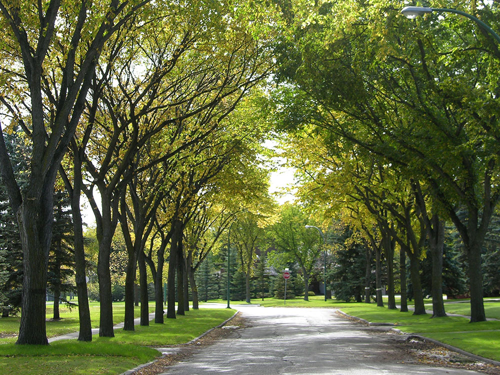 Winnipeg Elms CN Rail invest in trees