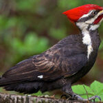 How to attract the magnificent pileated woodpecker