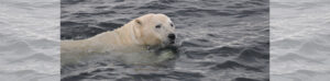 polar bear