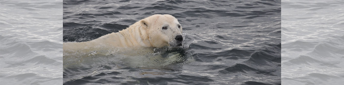 polar bear