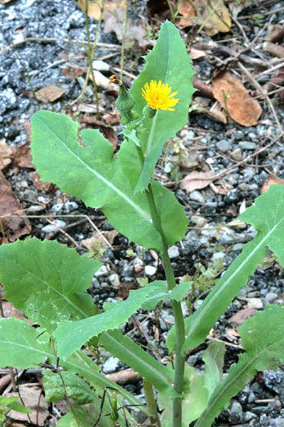 Sow thistle.