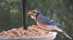 Blue jay