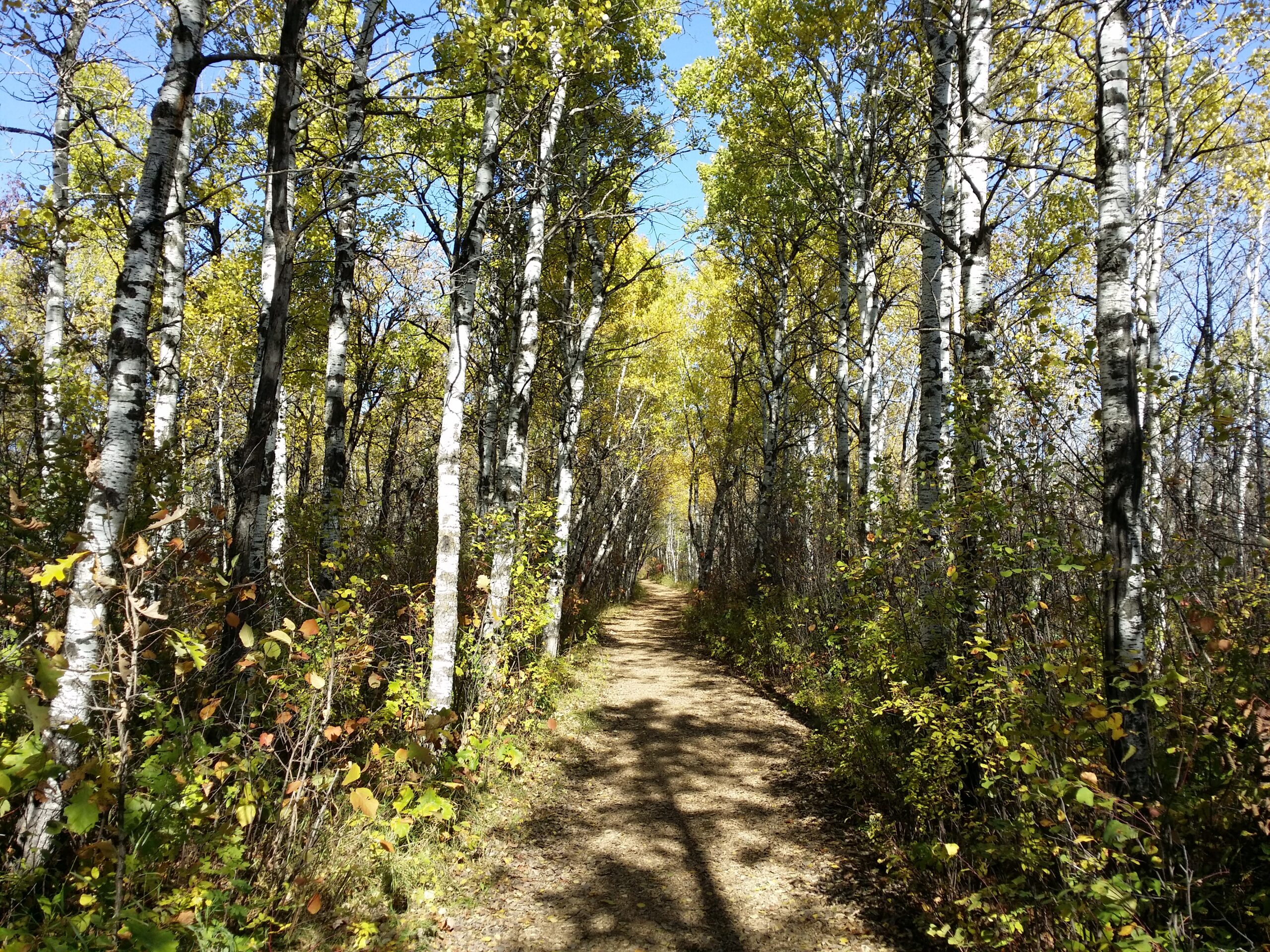 Time to enjoy Assiniboine Forest