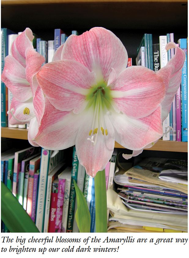 amaryllis2