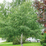 Birch (Betula)