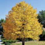 ‘Harvest Gold’ Linden or Basswood (Tilia mongolica ‘Harvest Gold’)