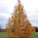 Larch or Tamarack (Larix)