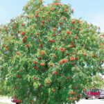 Mountain Ash (Sorbus)