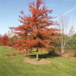 Northern Pin Oak (Quercus ellipsoidalis)