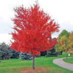 Red Maple (Acer rubrum)