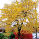 Honeylocust (Gleditsia)