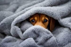 scared puppy