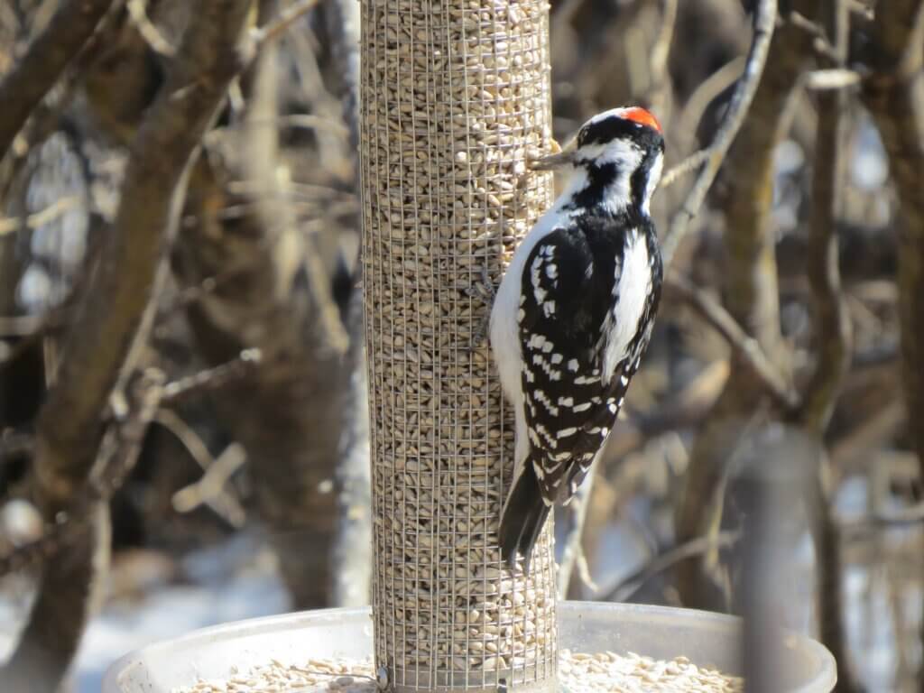 All about woodpeckers