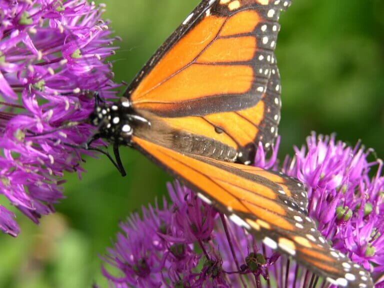 If not now, then when? Monarch butterfly on a flower.