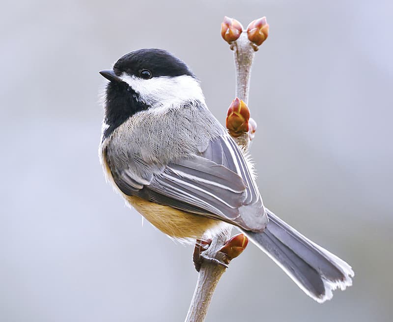 The magic of songbirds like the black-capped chickadee