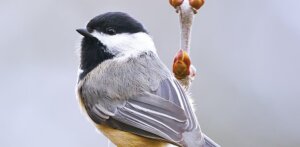 Black-capped chickadee.