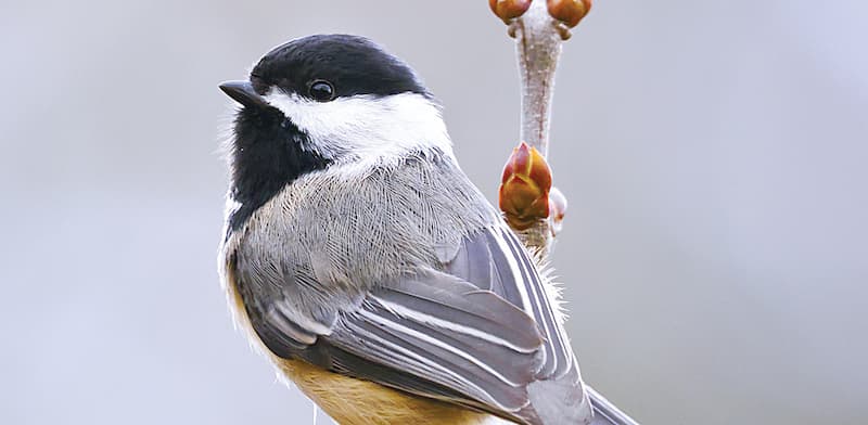 The magic of songbirds