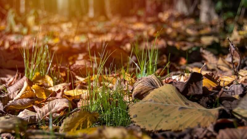 Leaf litter under the trees