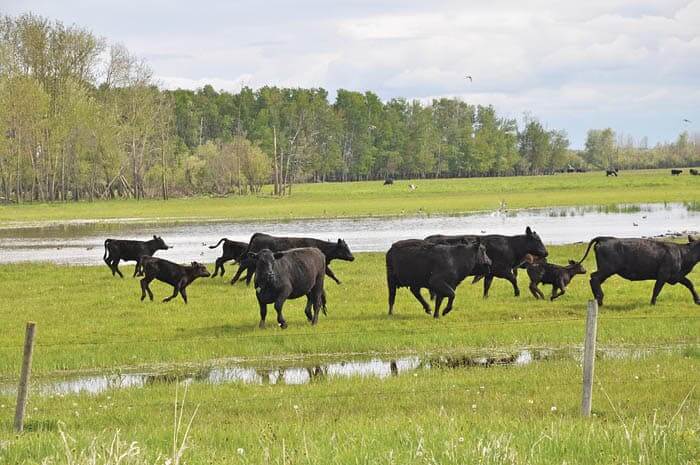 Black Angus cows at The Pas.
