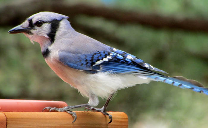 Blue jays are popular visitors to the garden