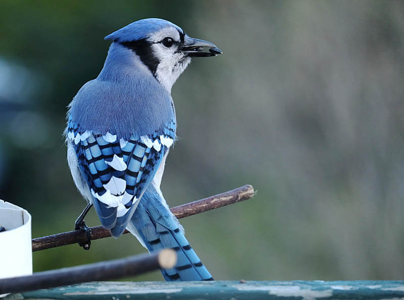 Blue jay at a feeder.