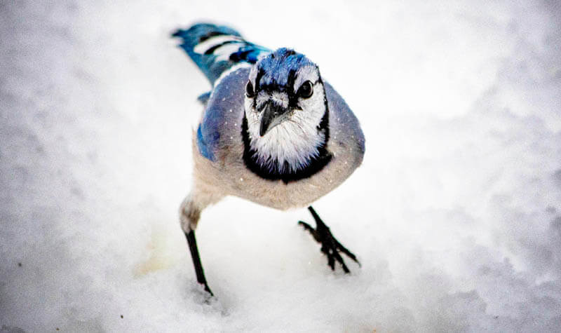 Blue jay