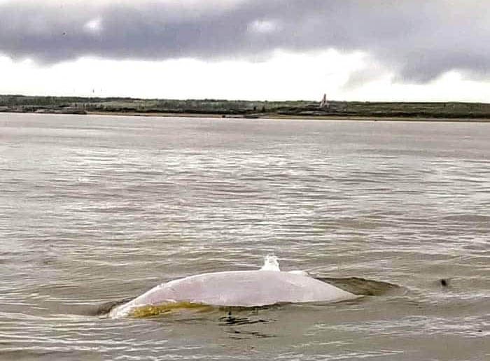 Beluga whale in Hudson's Bay