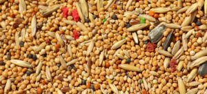 Generic bird seed mix.