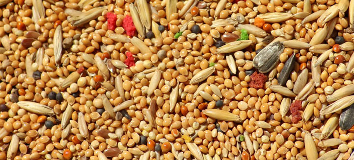 A seedy mess – what’s in your bird seed?