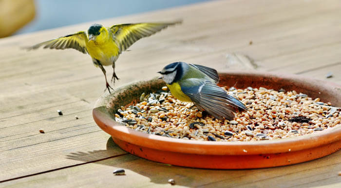 A seedy mess of commercial bird seed.