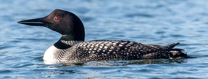 A beautiful haunting of the common loon
