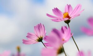 garden image