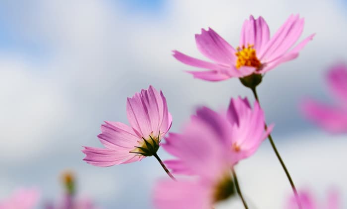 garden image