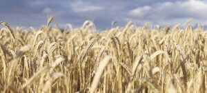 Field of wheat. Manitoba economy.