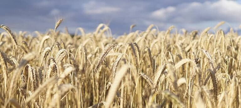 Field of wheat. Manitoba economy.