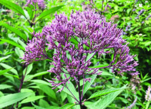 Joe Pye Weed