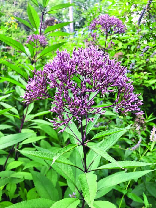 Joe Pye Weed