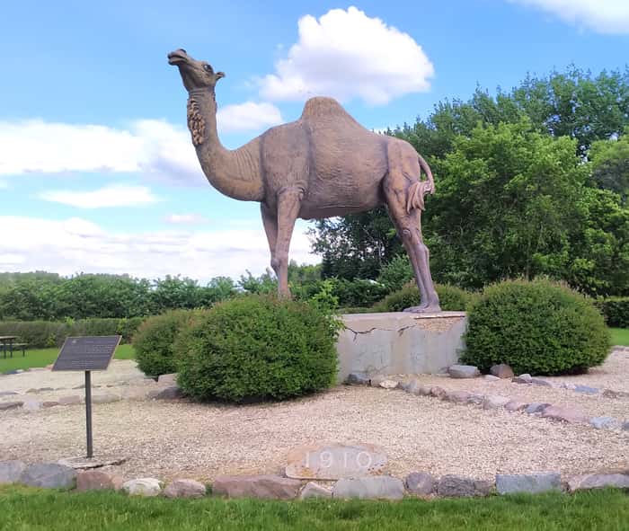 Sarah the camel at Glenboro near the Whispering Sands.