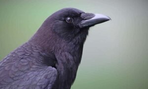 Crow