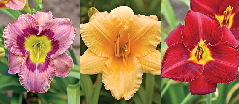 daylilies