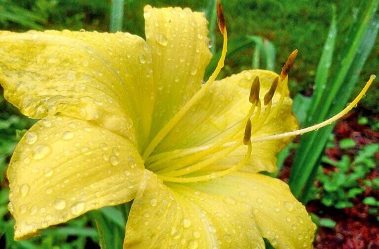 Yellow hemerocallis