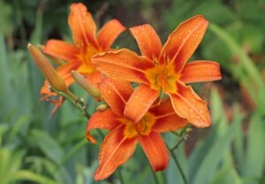 Hemerocallis fulva