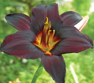 Hemoerocallis 'Black Cat'