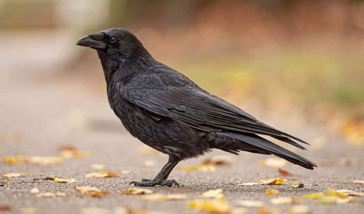 Crow
