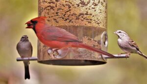 Birds at the feeder in the fall season